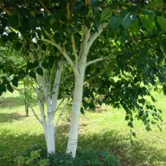 BETULA utilis - Bouleau blanc de l'Himalaya 'Jacquemontii'