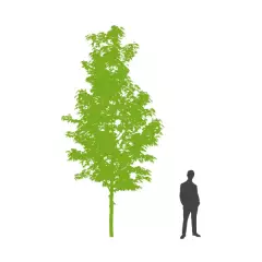BETULA utilis - Bouleau blanc de l'Himalaya 'Jacquemontii'