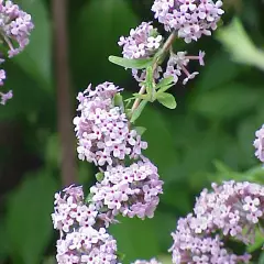 BUDDLEJA alternifolia - Arbre aux papillons à feuilles alternes