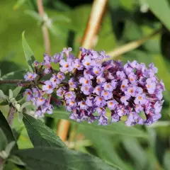 BUDDLEJA alternifolia - Arbre aux papillons à feuilles alternes