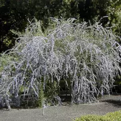 BUDDLEJA alternifolia - Arbre aux papillons à feuilles alternes