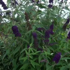 BUDDLEJA davidii 'Black Knight' - Arbre aux papilons