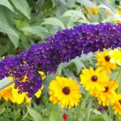 BUDDLEJA davidii 'Black Knight' - Arbre aux papilons