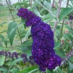 BUDDLEJA davidii 'Black Knight' - Arbre aux papilons