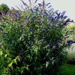 BUDDLEJA davidii 'Black Knight' - Arbre aux papilons