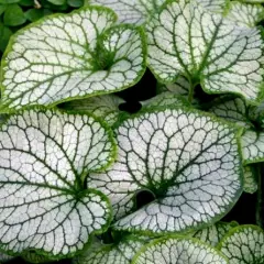 BRUNNERA macrophylla 'Sea Heart' ®