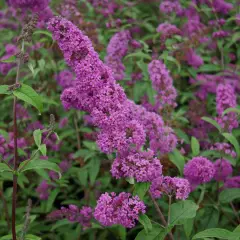 BUDDLEJA davidii 'Border Beauty' - Arbre aux papillons