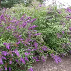 BUDDLEJA davidii 'Border Beauty' - Arbre aux papillons