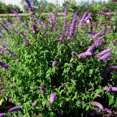 BUDDLEJA davidii 'Border Beauty' - Arbre aux papillons