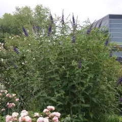 BUDDLEJA davidii 'Empire Blue' - Arbre aux papillons