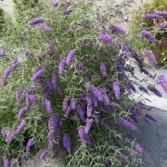 BUDDLEJA davidii 'Empire Blue' - Arbre aux papillons