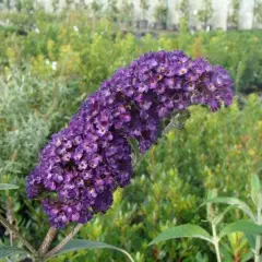 BUDDLEJA davidii 'Empire Blue' - Arbre aux papillons