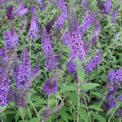 BUDDLEJA davidii 'Empire Blue' - Arbre aux papillons