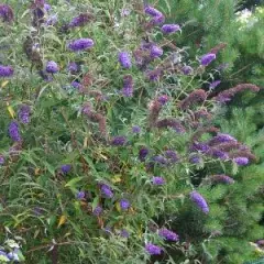 BUDDLEJA davidii 'Empire Blue' - Arbre aux papillons