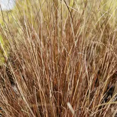 CAREX buchananii 'Red Rooster' - Graminée, Laîche