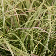 CAREX dolichostachya 'Kaga-nishiki'