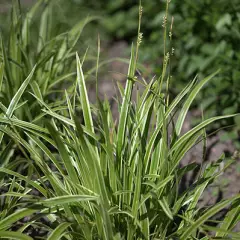 CAREX morrowii 'Vanilla Ice' - Graminée, Laîche