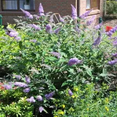 BUDDLEJA davidii 'Lochinch' - Arbre aux papillons