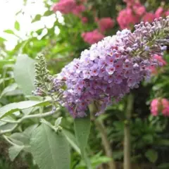 BUDDLEJA davidii 'Lochinch' - Arbre aux papillons