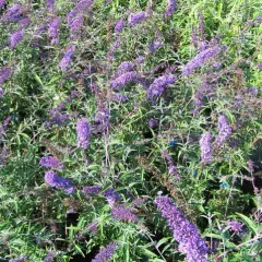 BUDDLEJA davidii 'Nanho Blue' - Arbre aux papillons nain