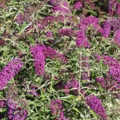 BUDDLEJA davidii 'Nanho Purple' - Arbre aux papillons nain