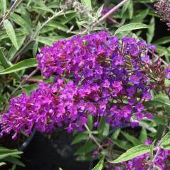 BUDDLEJA davidii 'Nanho Purple' - Arbre aux papillons nain