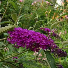 BUDDLEJA davidii 'Nanho Purple' - Arbre aux papillons nain