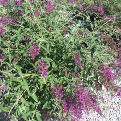 BUDDLEJA davidii 'Nanho Purple' - Arbre aux papillons nain