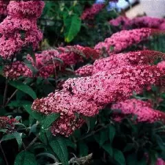 BUDDLEJA davidii 'Pink Delight' - Arbre aux papillons