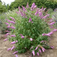 BUDDLEJA davidii 'Pink Delight' - Arbre aux papillons