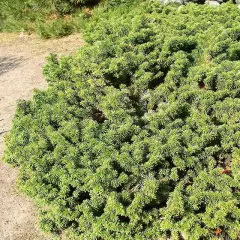 ABIES balsamea 'Nana' - Sapin baumier nain