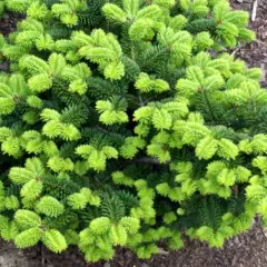 ABIES balsamea 'Nana' - Sapin baumier nain