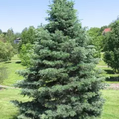 ABIES concolor - Sapin du colorado