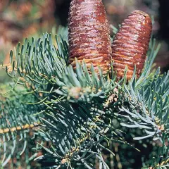 ABIES concolor - Sapin du colorado