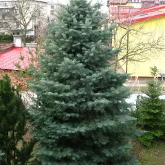 ABIES concolor - Sapin du colorado