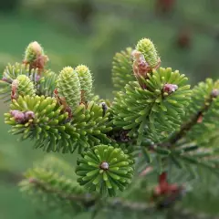 ABIES koreana - Sapin de Corée