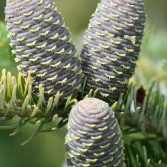 ABIES koreana - Sapin de Corée