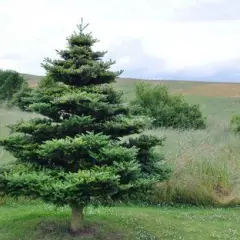 ABIES koreana - Sapin de Corée