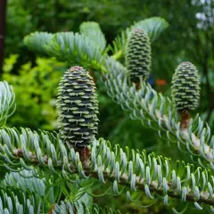 ABIES koreana 'Silberlocke' - Sapin de Corée 'Silberlocke'