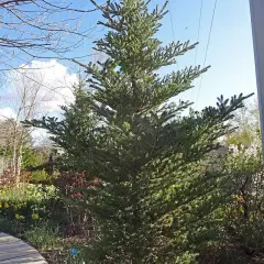 ABIES koreana 'Silberlocke' - Sapin de Corée 'Silberlocke'