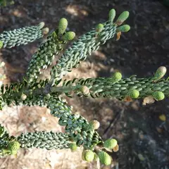 ABIES koreana 'Silberlocke' - Sapin de Corée 'Silberlocke'