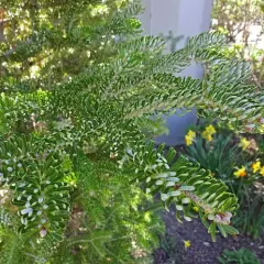 ABIES koreana 'Silberlocke' - Sapin de Corée 'Silberlocke'