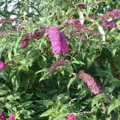 BUDDLEJA davidii 'Royal Red' - Arbre aux papillons