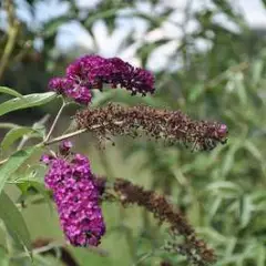 BUDDLEJA davidii 'Royal Red' - Arbre aux papillons