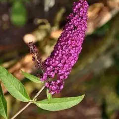 BUDDLEJA davidii 'Royal Red' - Arbre aux papillons