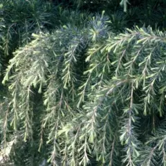 CEDRUS deodara - Cèdre de l'Himalaya