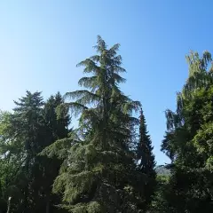 CEDRUS deodara - Cèdre de l'Himalaya