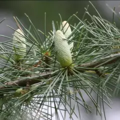 CEDRUS deodara - Cèdre de l'Himalaya