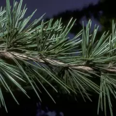 CEDRUS deodara - Cèdre de l'Himalaya