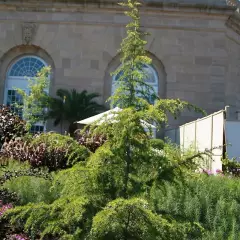 CEDRUS deodara 'Aurea' - Cèdre de l'Himalaya doré